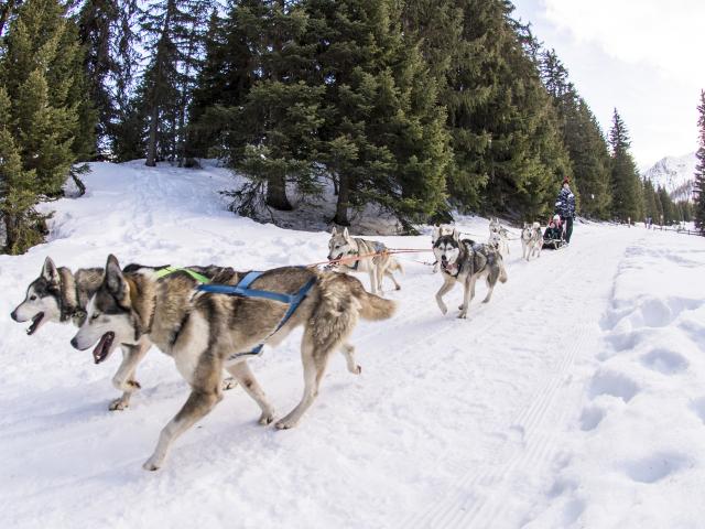 Sledge Dog (c) Thyon Region