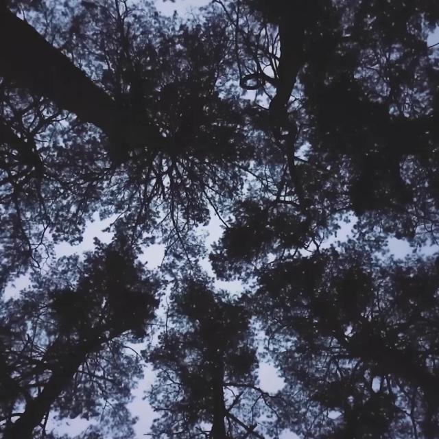 Forest Lullaby