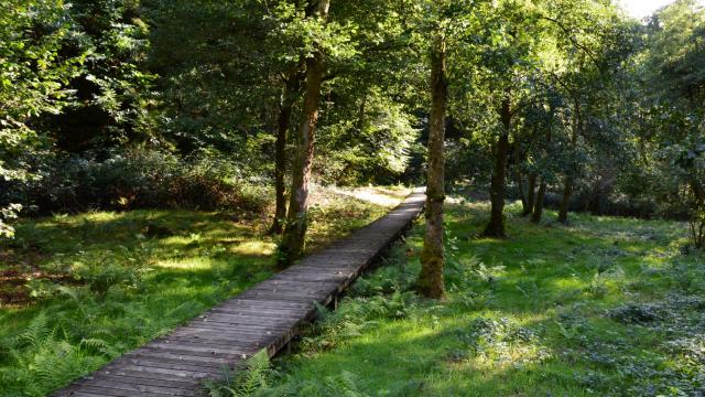 Passerelle en bois menant à la tourelle dans les gorges du Verger à Bourganeuf