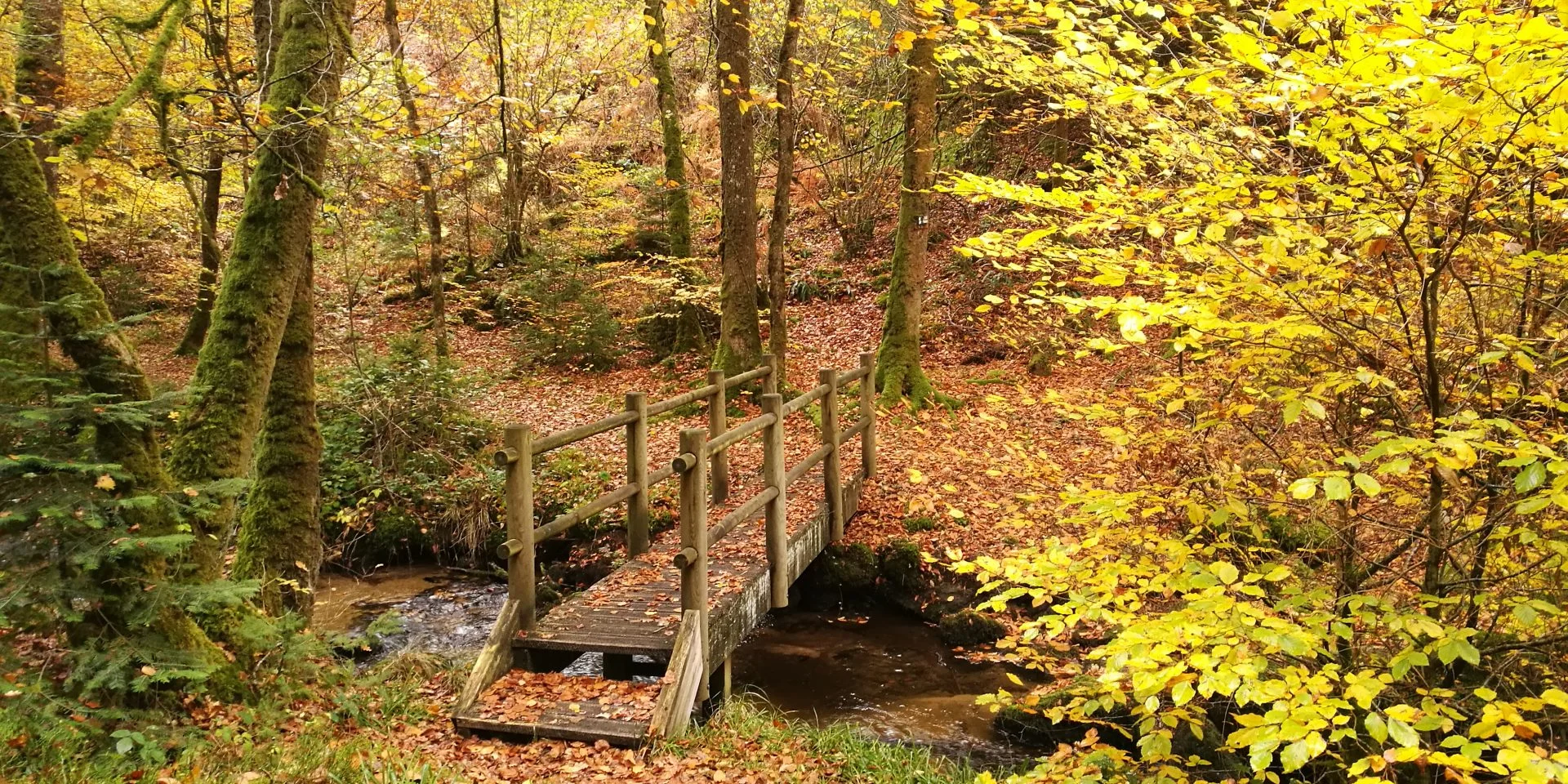 bois de boeufs