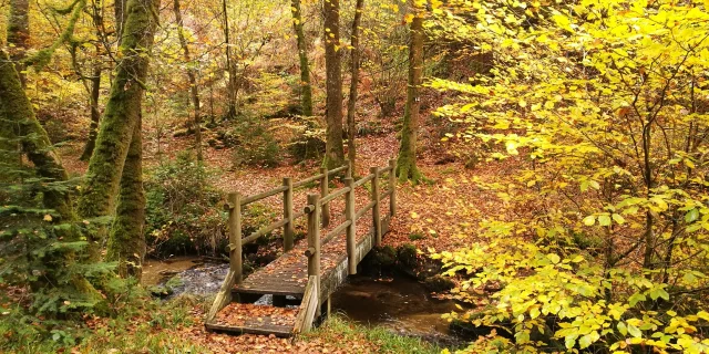 bois de boeufs