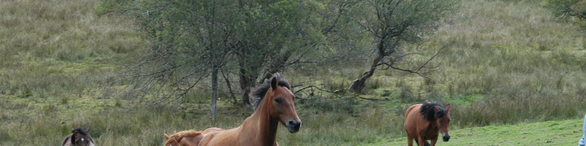 Cheval en Creuse