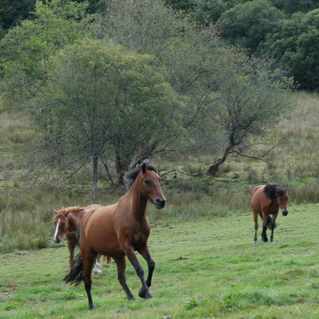 Cheval en Creuse