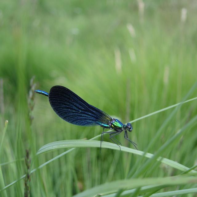 Nature 15 ©tourisme Aubusson Felletin