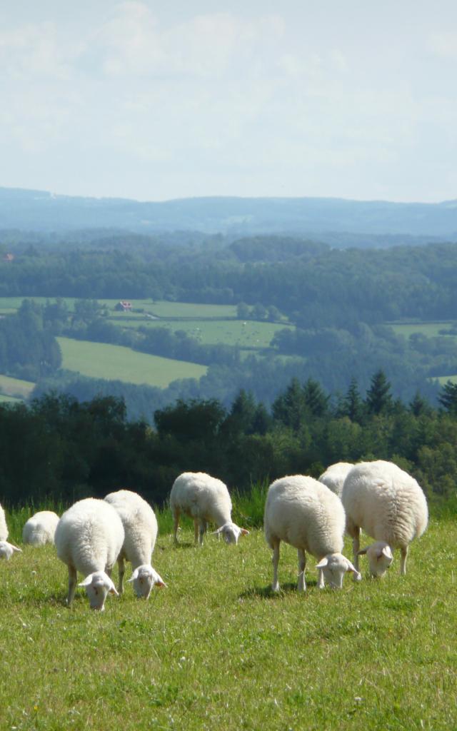 moutons-plateau-de-millevaches.jpg