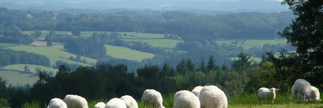 moutons-plateau-de-millevaches.jpg