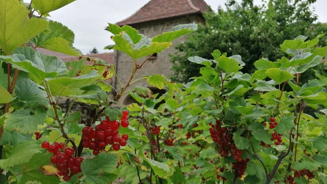 Domaine de Banizette - Jardin en Creuse