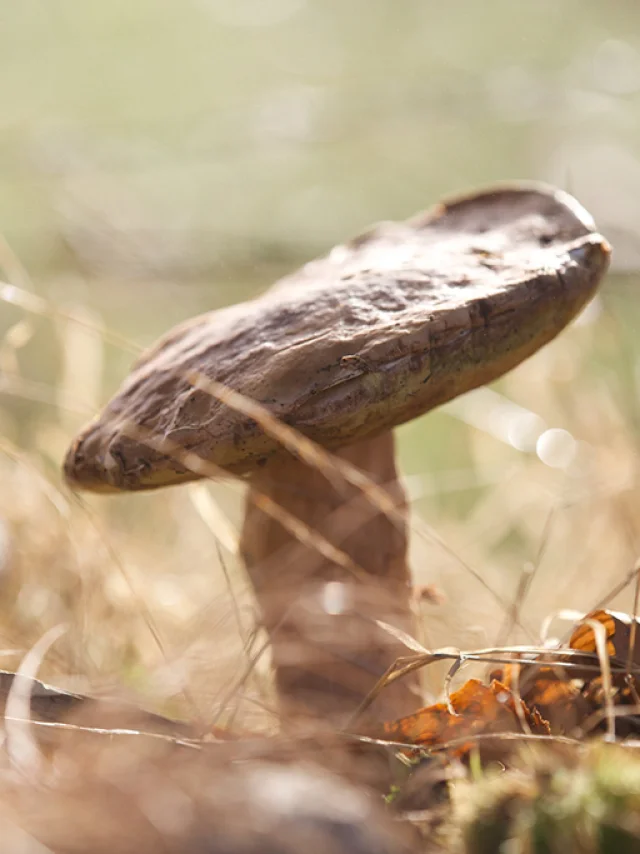 Champignons ©m.anglada