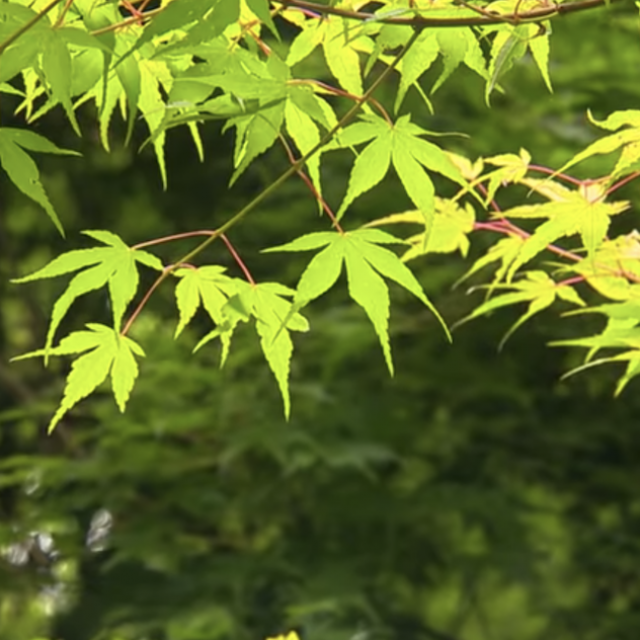 arboretum-de-la-sedelle-6.png