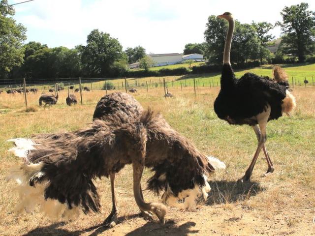 Beaupre Autruches