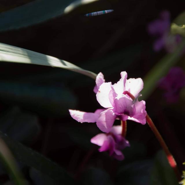Instagram #creusesonature
