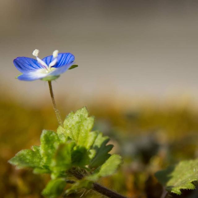 Instagram #creusesonature
