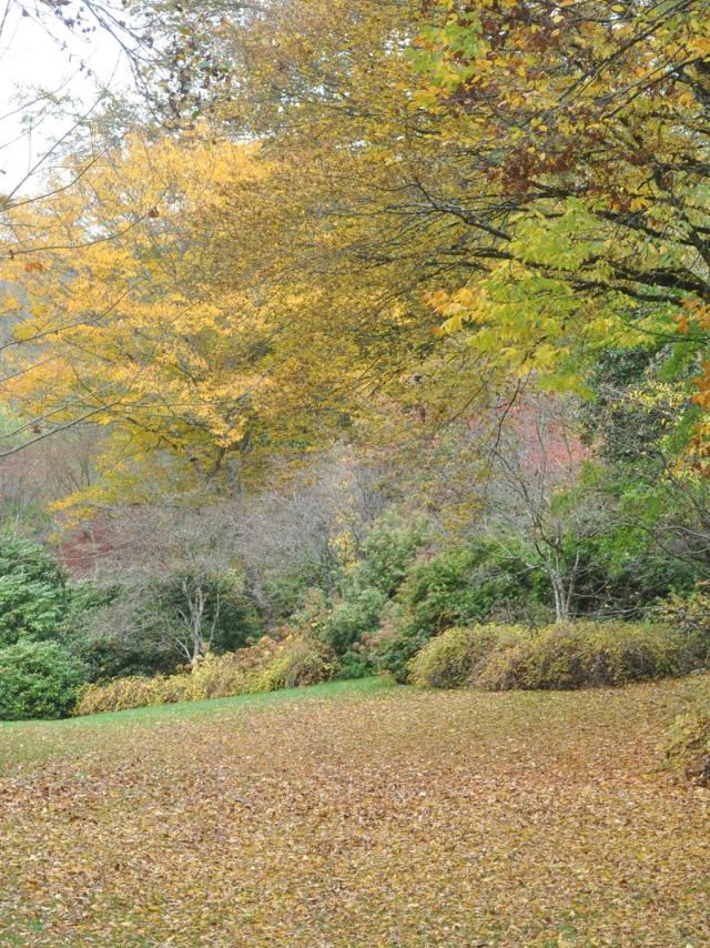 arboretum-de-la-sedelle.jpg