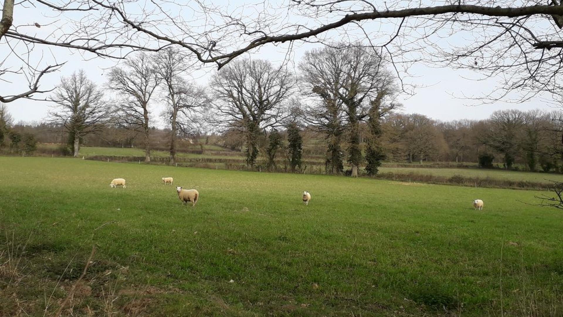 Champ De Moutons Bétête