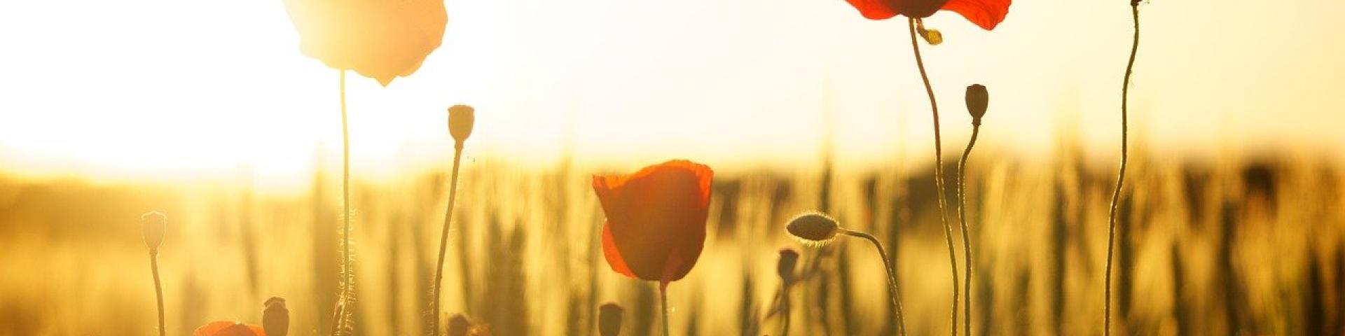 Poppies 174276 1280