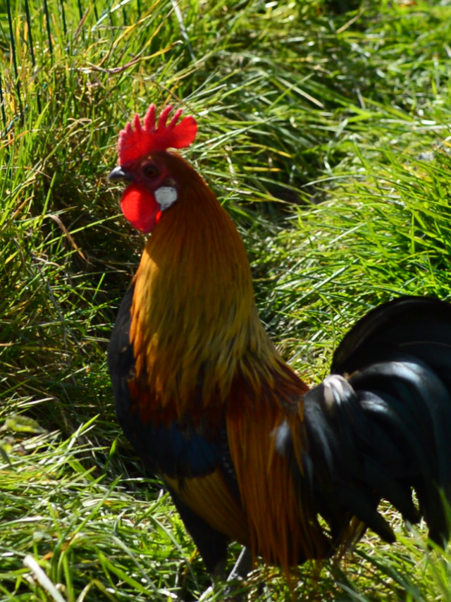 Coq de ferme