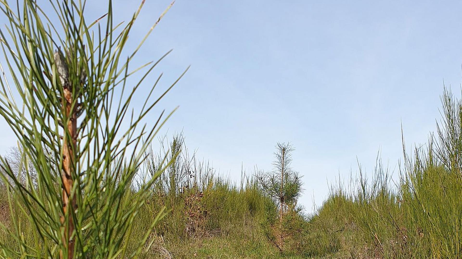 Bois De Lassoux
