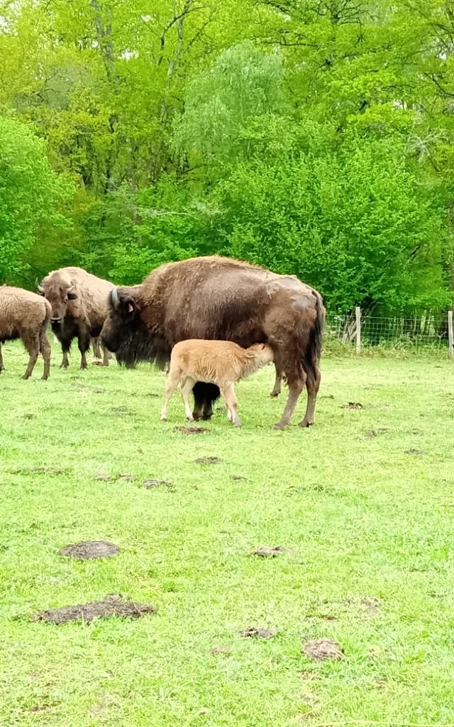 Les bisons de l'elevage du Palais