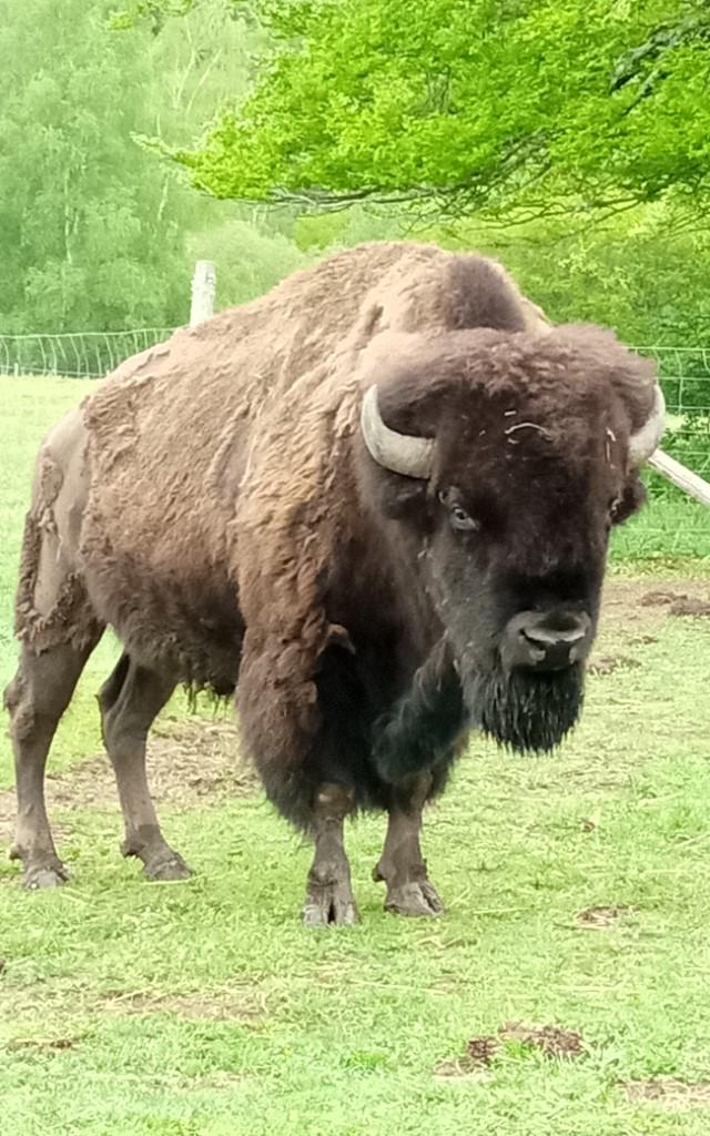 Les bisons de l'élevage du Palais