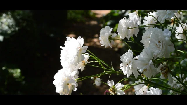 Jardin Les Gargalhous5