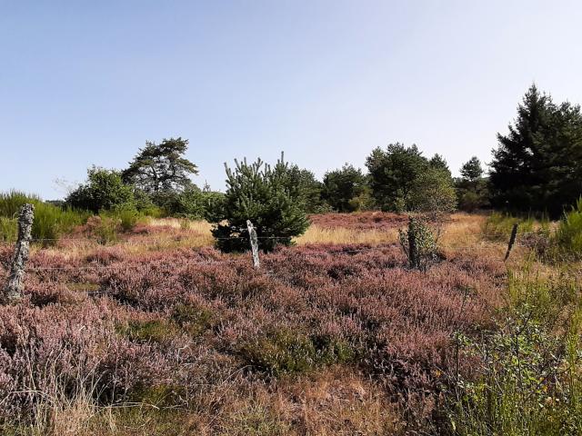 randonnee-millevaches-vallee-de-la-chandouille-gentioux-foret-bruyere-2.jpg