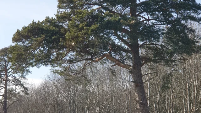 26-bois-de-lassoux-grand-sapin-rotated.jpg