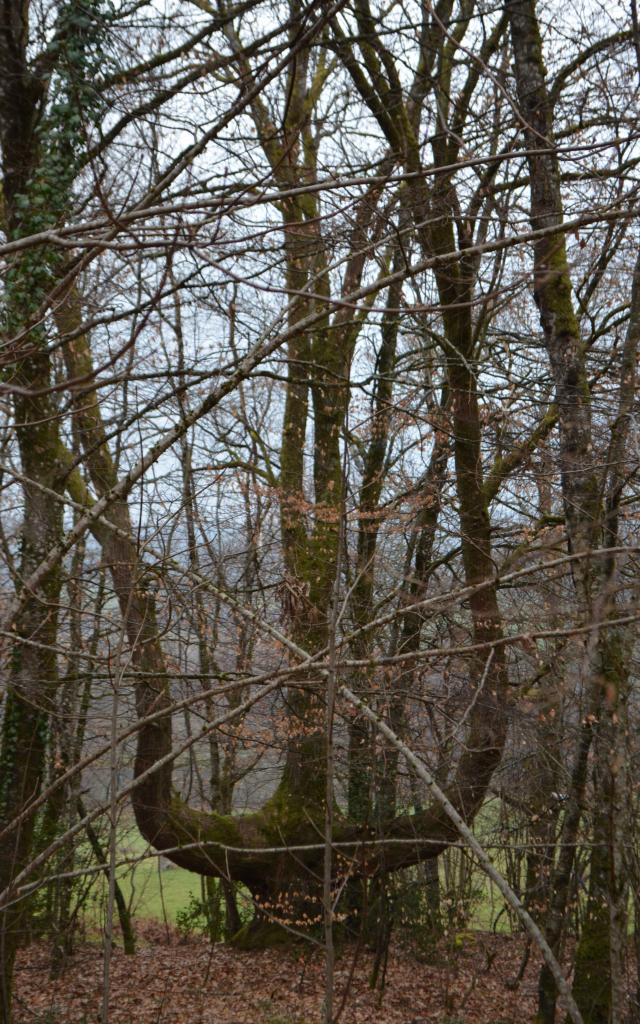 Arbre trident