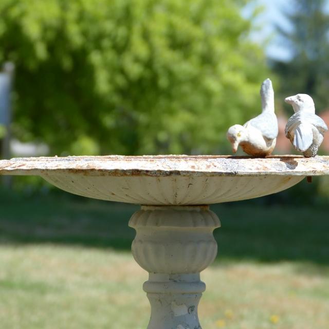 image-4-oiseaux-merinchal.jpg