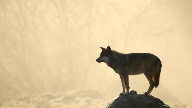 loups.jpeg