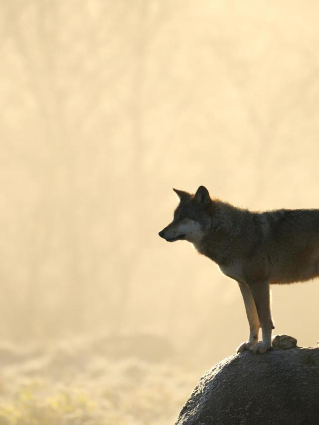 Parc aux loups Guéret