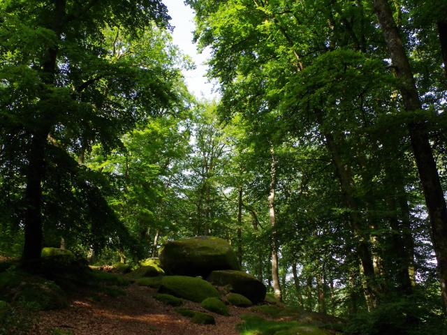 Forêt de Chabrières