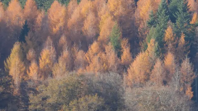Vassiviere en automne