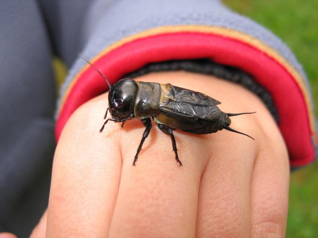 Cité des Insectes