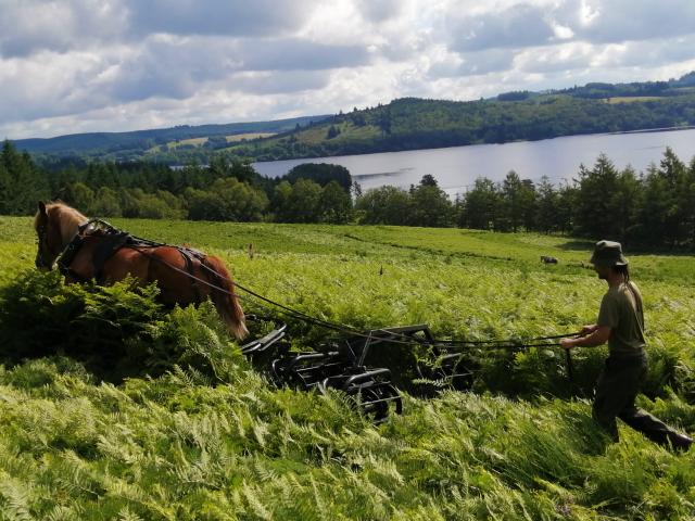 Débargage à Cheval Vassivière