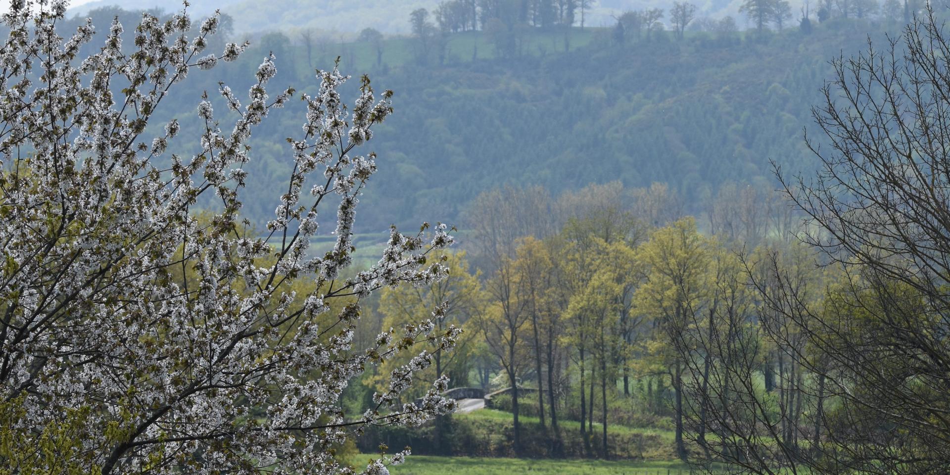 Paysage au printemps