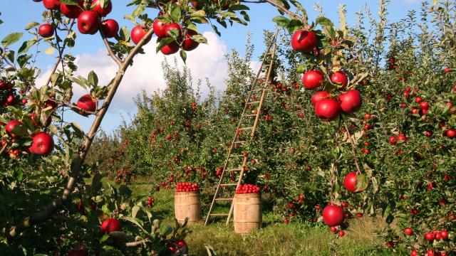 apples-1873078_1920