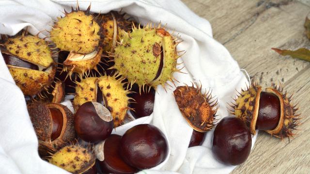 chestnuts-par-utroja0-Pixabay.jpg