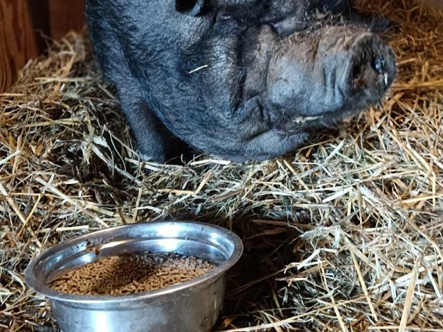 La Ferme D'alice 1