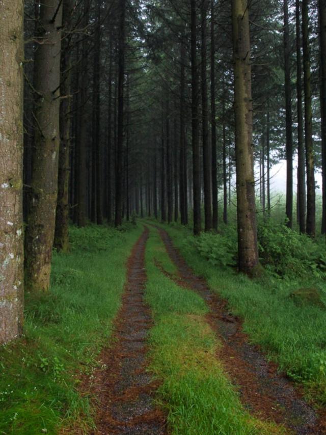 chemin en forêt
