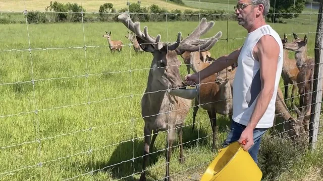 Visite de l'exploitation agricole des Cerfs de Secondat ( Compas - Creuse)