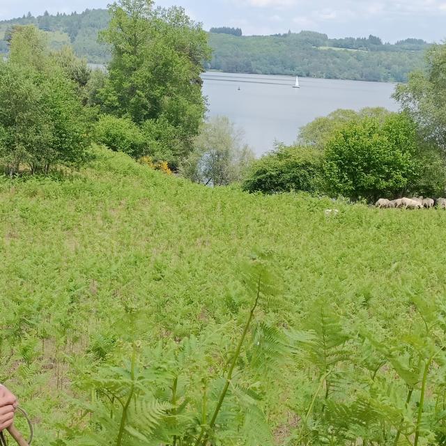 pastoralisme lac de Vassivière