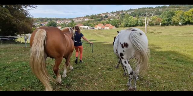 Chevaux Du Paradis De Pablo