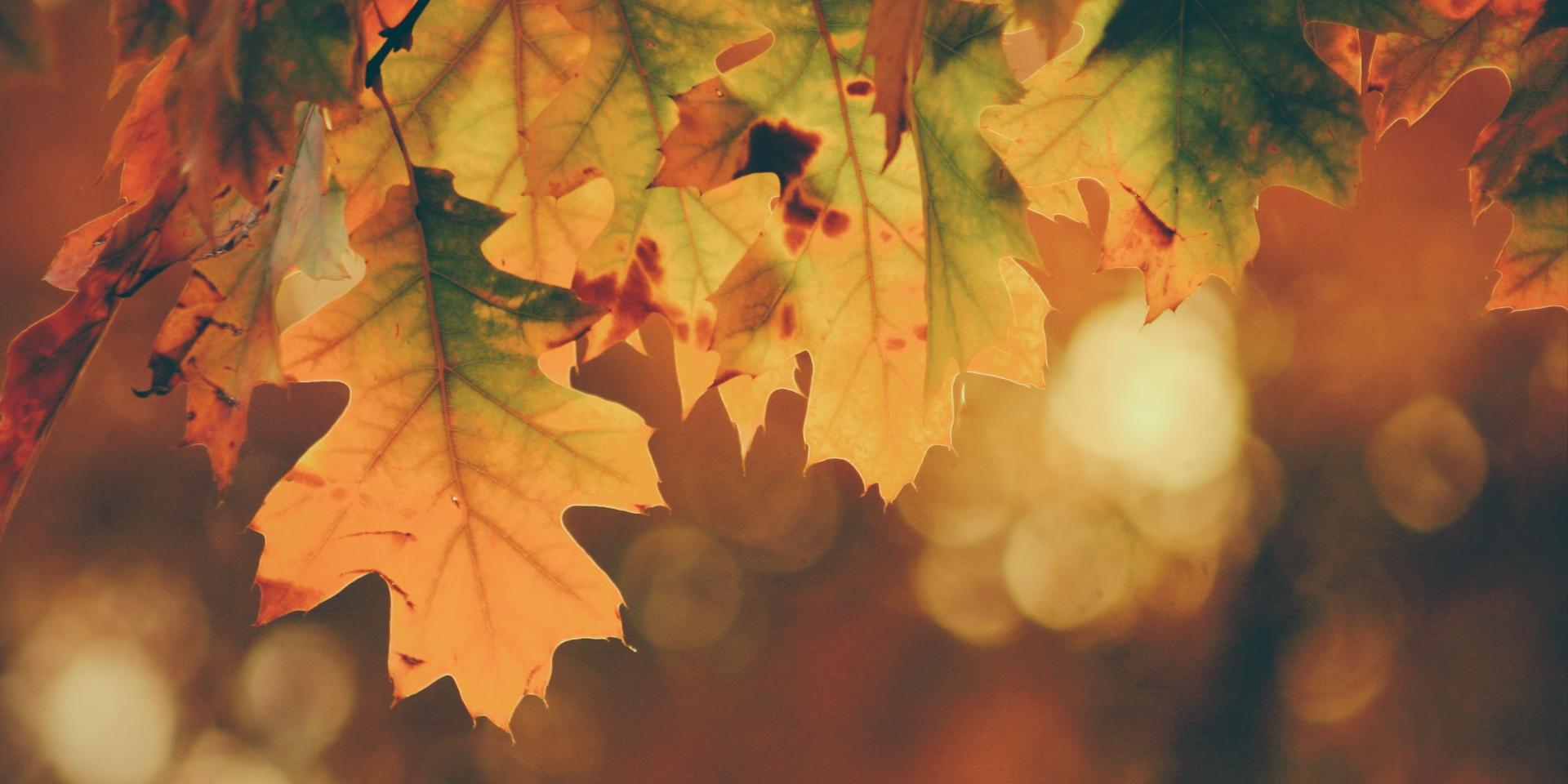 Automne Monts de Guéret Gén