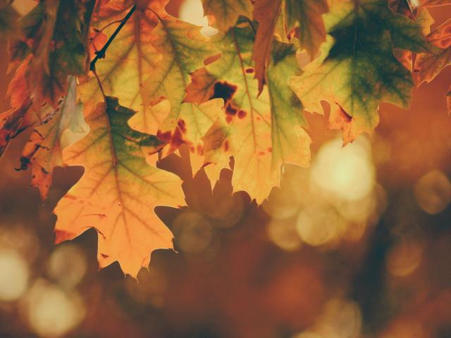 Automne Monts de Guéret Gén