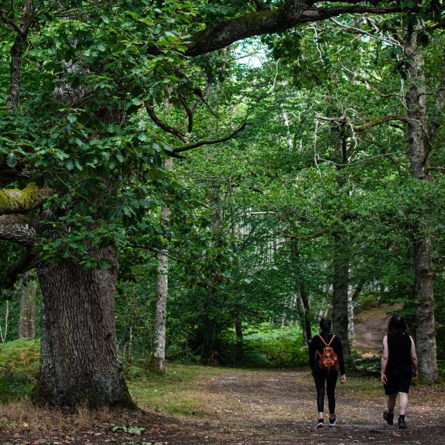 DONTREIX_ Forêt de Drouille