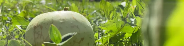 Cueillette de Pommes, verger en Creuse ©Creuse Tourisme