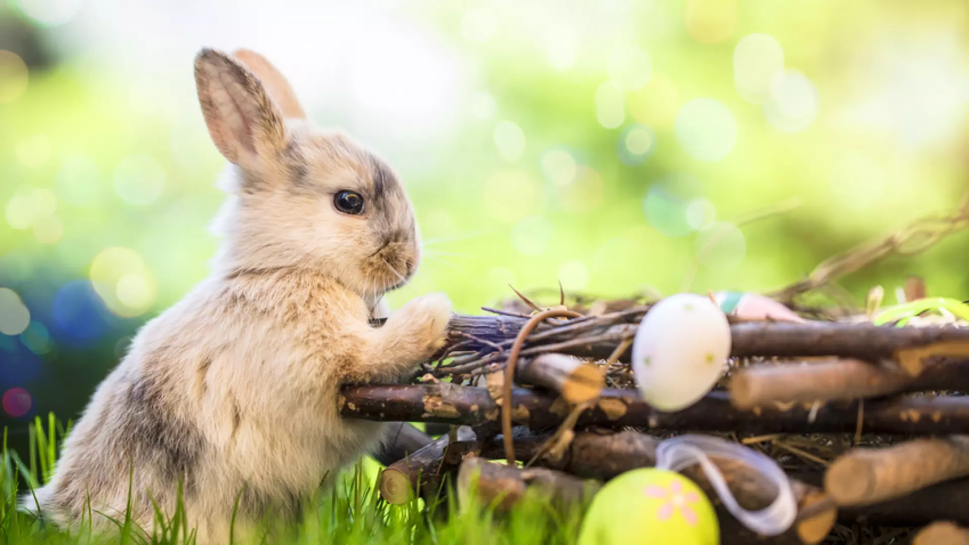Hase im Garten