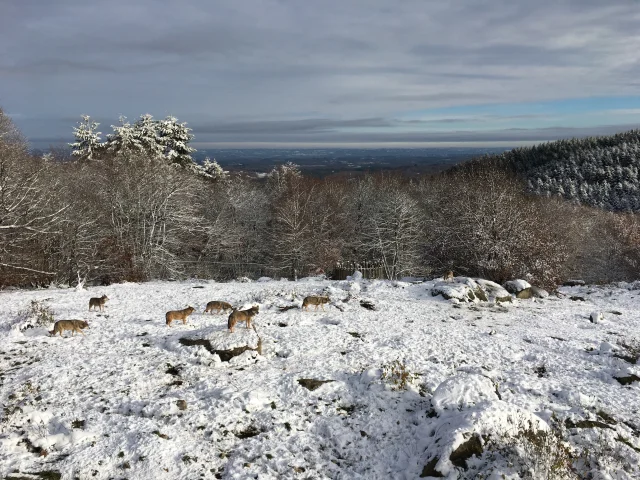 Parc Animalier des Monts de Guéret Les Loups de Chabrières - Hiver