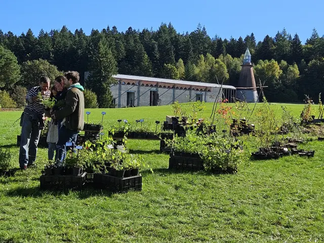 été des Simples ©L Puissant