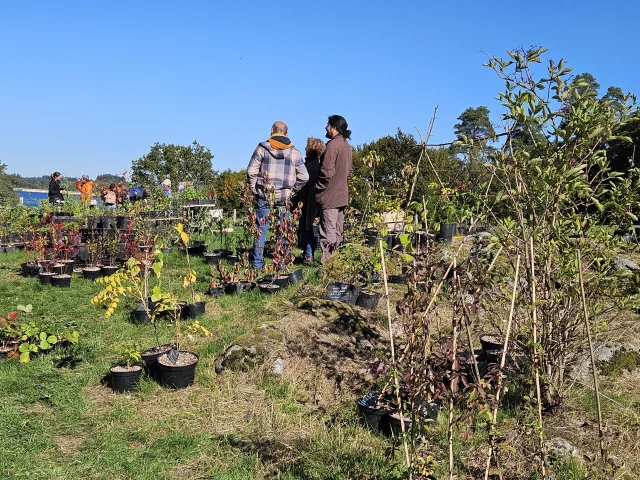 été des Simples ©L Puissant